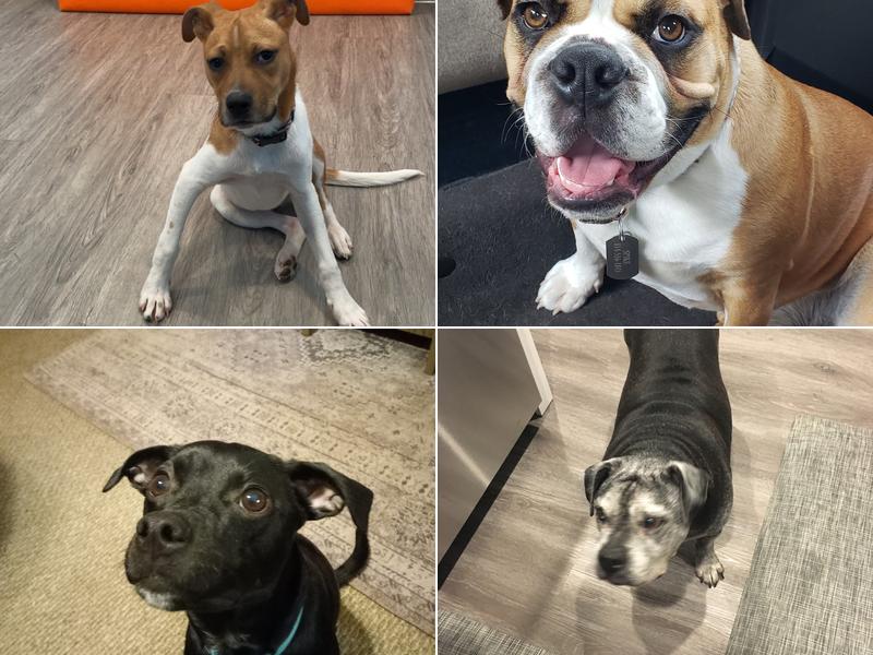 Toccoa Veterinary Hospital