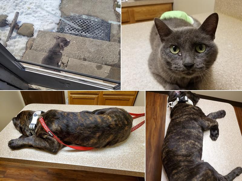 Fayette Veterinary Hospital