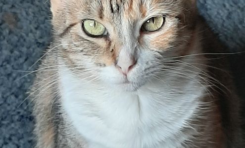 Animal Care Center 484 SC-71, Abbeville South Carolina 29620