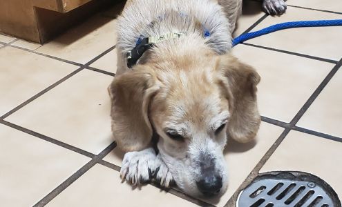 Palmetto Animal Hospital