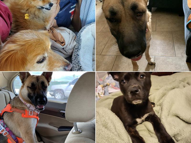 Blanchard Kathleen DVM