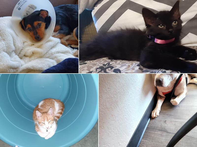 True Blue Veterinary Hospital