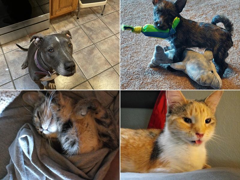 Jefferson Veterinary Clinic