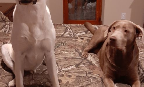 Animal Hospital of Kingstree 201 Williamsburg County Hwy, Kingstree South Carolina 29556