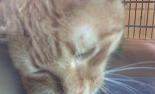 Lakeside Animal Hospital: West William E DVM Moncks Corner