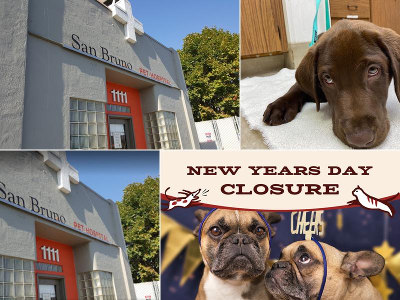 San Bruno Pet Hospital
