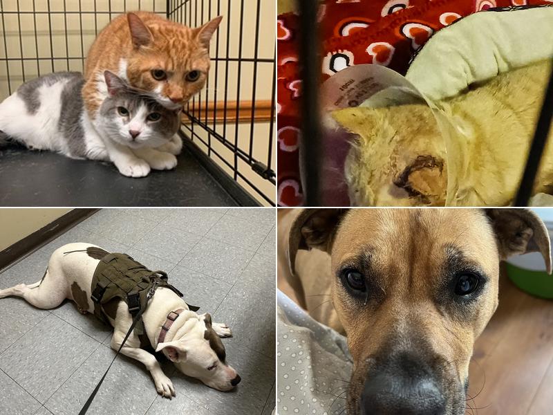 Honey Creek Veterinary Hospital