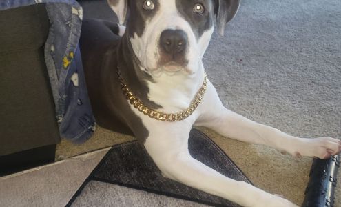 Avenida Animal Hospital