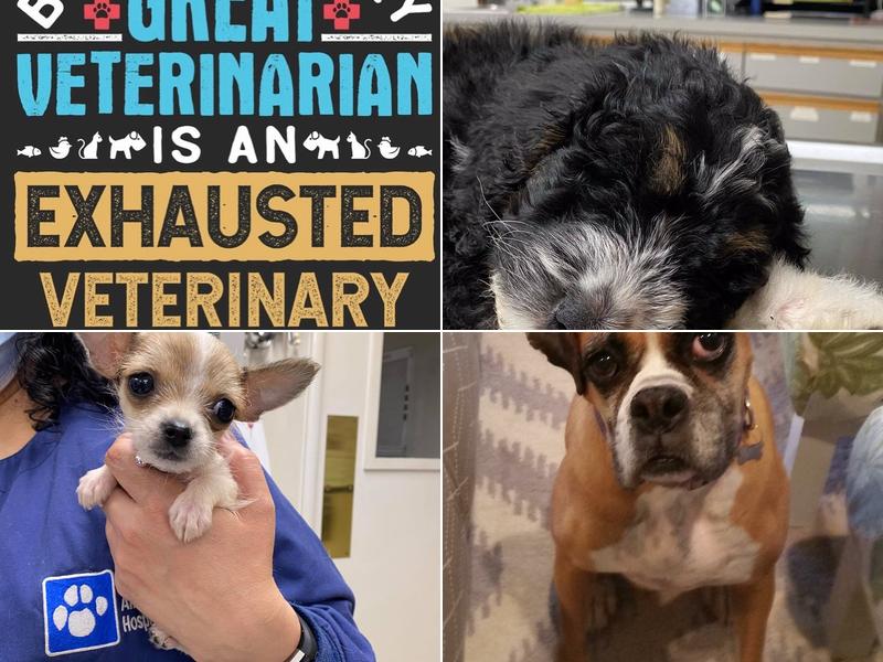 Alamo Animal Hospital