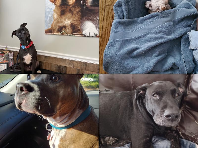 Sigman Veterinary Clinic