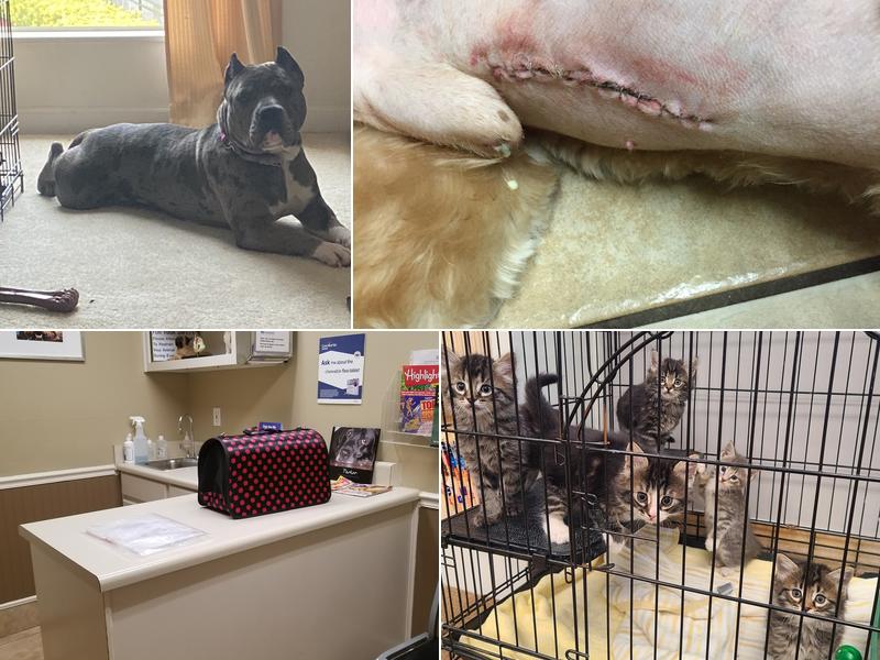 Summit Chase Animal Hospital