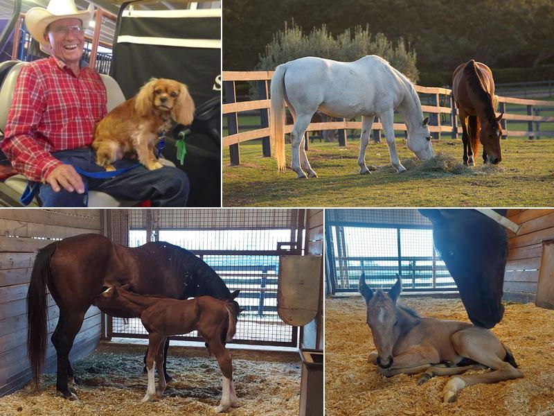 Barrow Veterinary Service