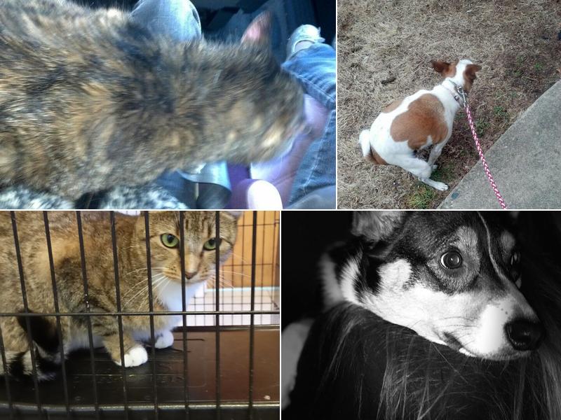 Animal Care Hospital at Bold Springs