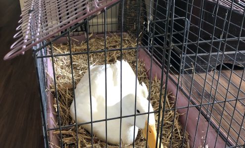 Bremen Animal Hospital 805 Alabama Ave S, Bremen Georgia 30110