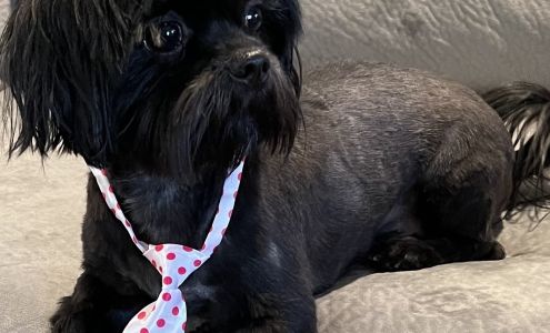 All About Animals Veterinary Services Carrollton