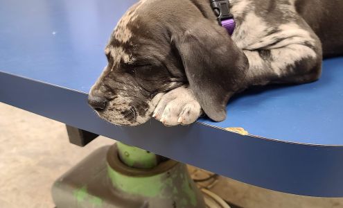 Barkingham Palace Pet Hospital: Pursley R Lindley DVM