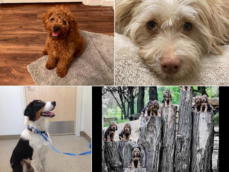 Harbor Veterinary Hospital