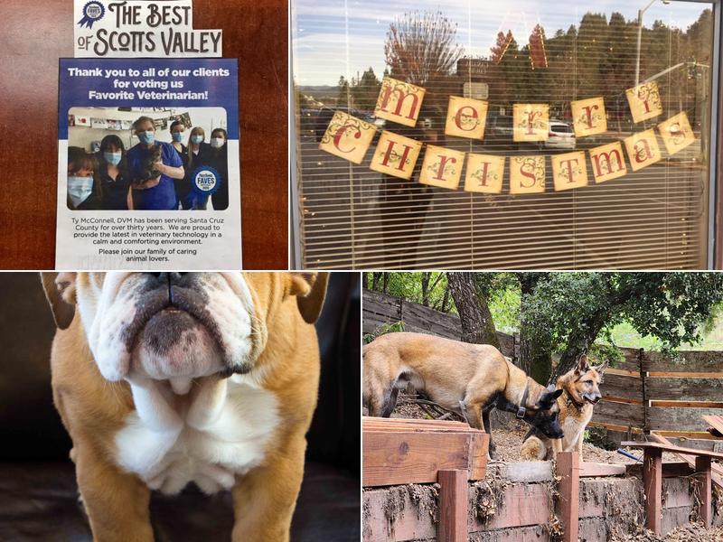 McConnell Veterinary Services