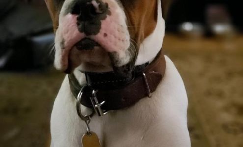 Bowen Animal Hospital 104 Maple St, Abbeville South Carolina 29620