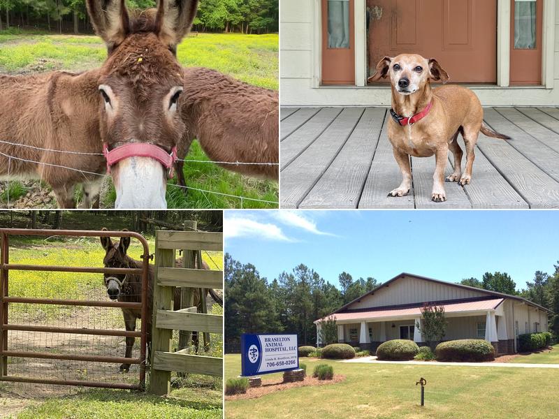 Braselton Animal Hospital