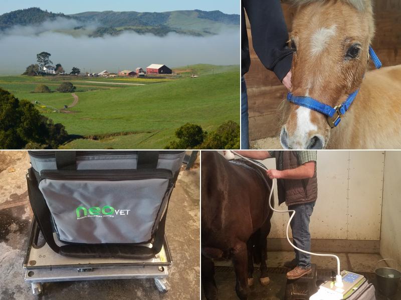 Sonoma Marin Veterinary Services: Nieto Armando J DVM