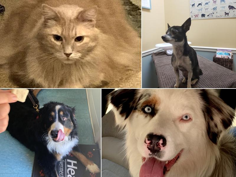 San Geronimo Valley Veterinary Clinic