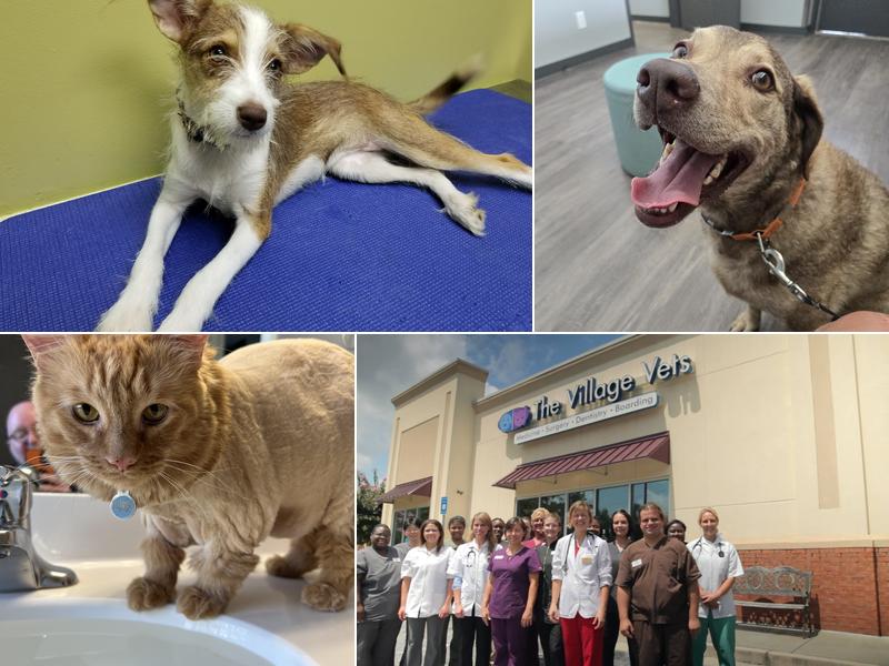 The Village Vets Stone Mountain