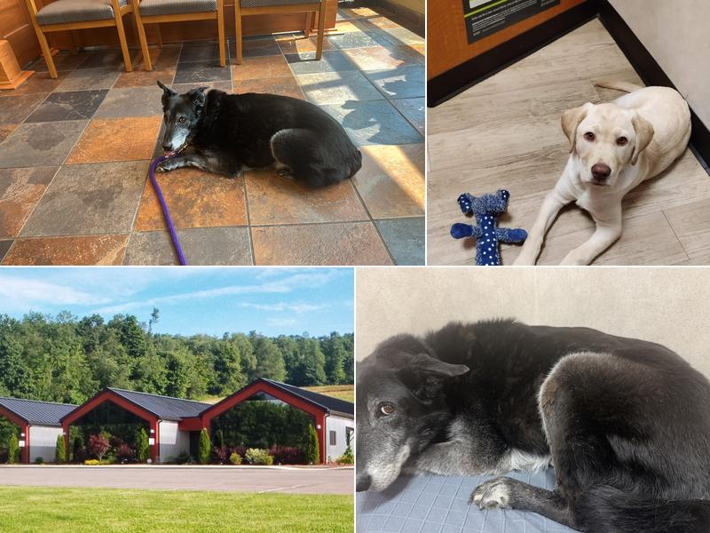 Greener Pastures Veterinary Service