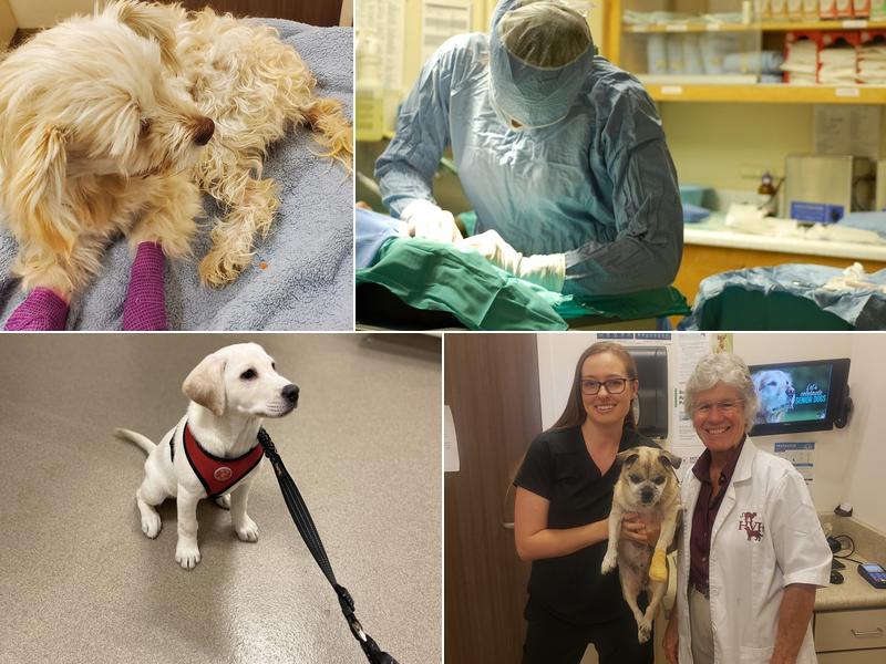 Hanford Veterinary Hospital