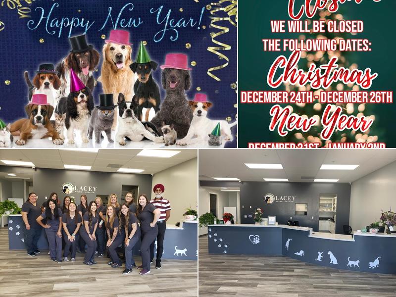 Lacey Animal Hospital Hanford
