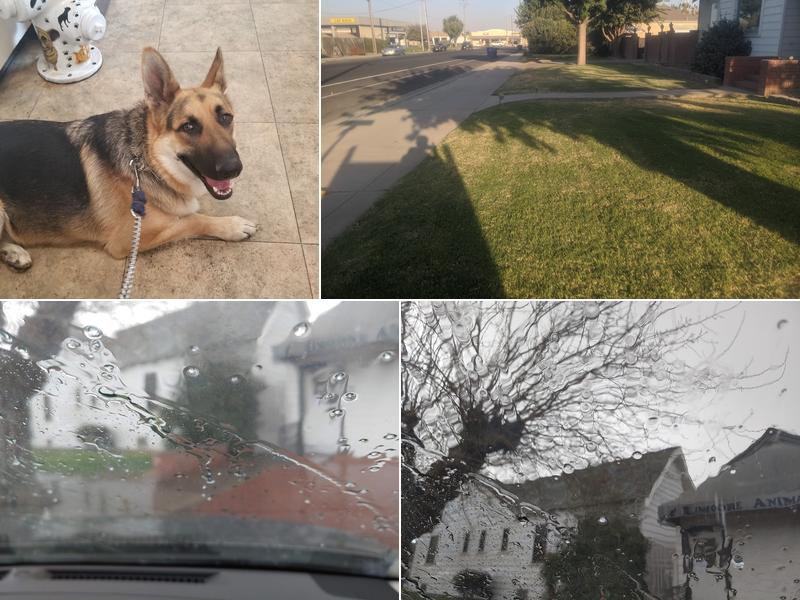 Lemoore Animal Clinic