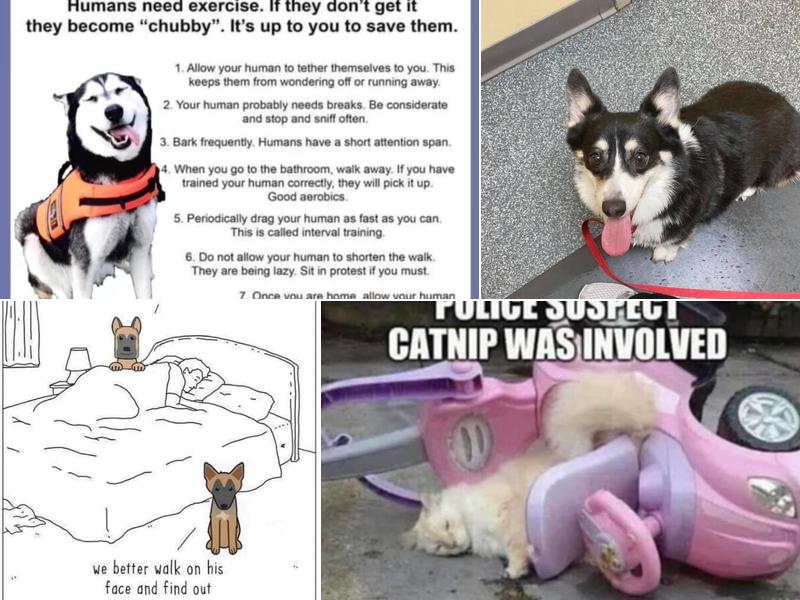 Pittsburgh Spay & Vaccine Clinic: Zeglin Amanda DVM