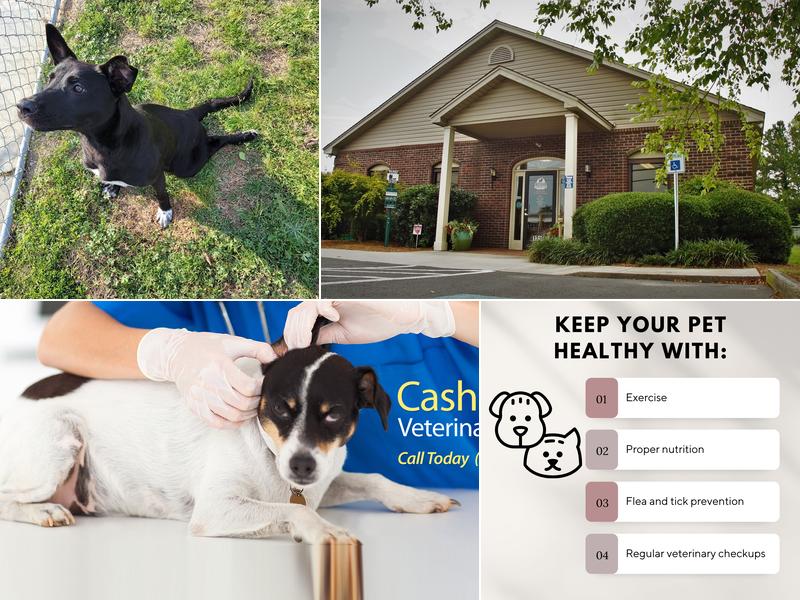 Cashua Veterinary Care