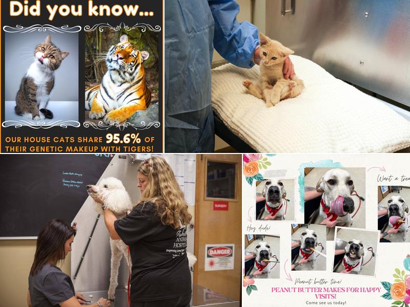 Palmetto Animal Hospital: Dr. Dolly Anderson, DVM