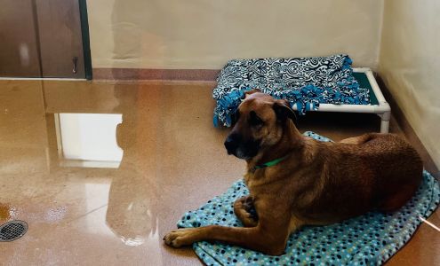 East Bay SPCA, Dublin