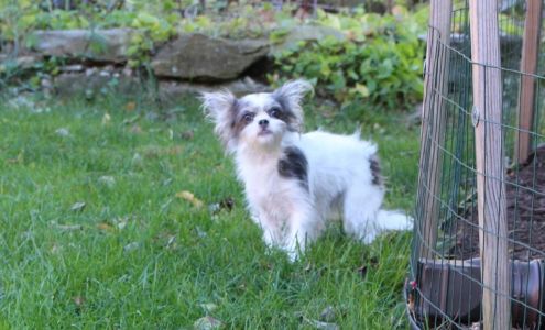 Twigg Nicole C DVM Waynesboro