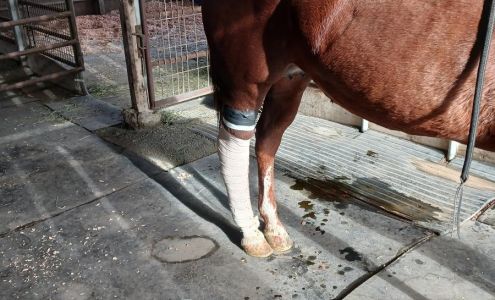 Tri-County Veterinary Hospital: Chadim Jodi DVM