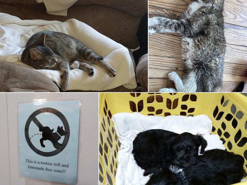 Creatures Great & Small Veterinary