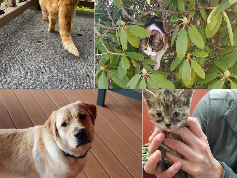 Clarion Animal Hospital