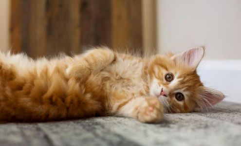 Colony Veterinary Hospital