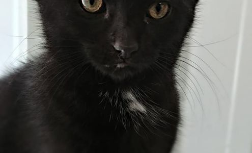 ProtectMyPet Vaccinations Clinic at Tractor Supply Co. Madison