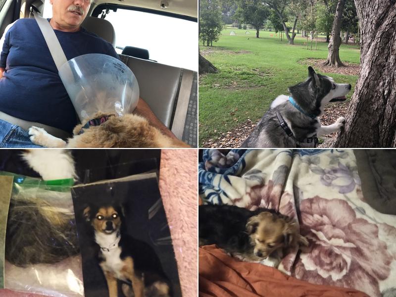 Hemet Animal Hospital: Kaylor Barbara DVM