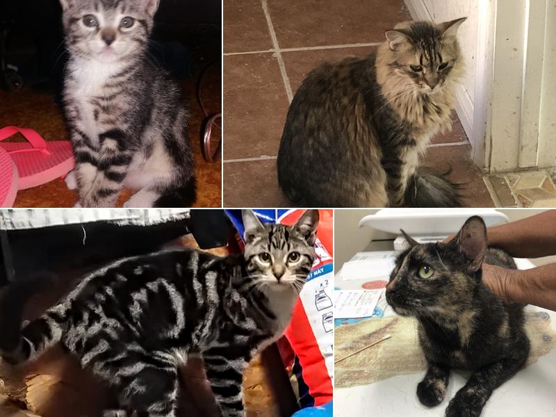 Desert Veterinary Group