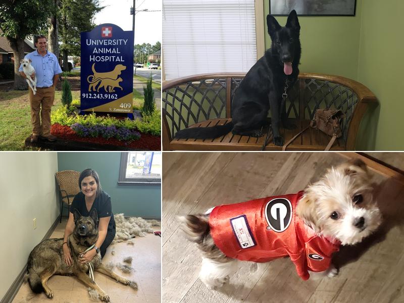 University Animal Hospital