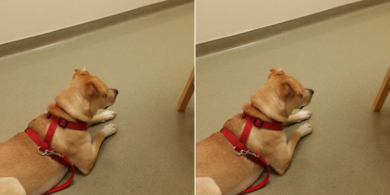 William Nessmith - Statesboro Bulloch Regional Veterinary Hospital