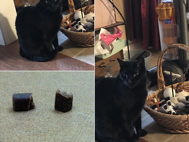 Jefferson Animal Hospital: Phillips Jason DVM