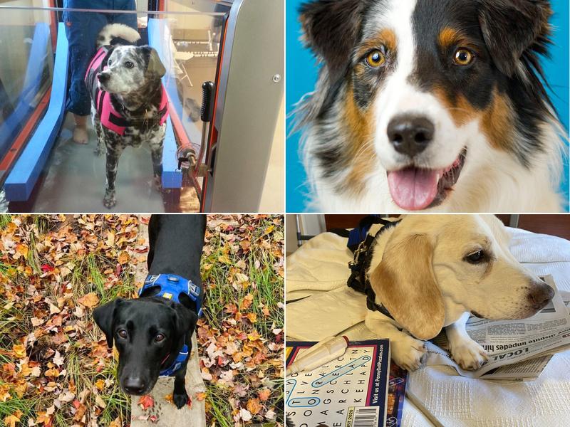 Veterinary and Rehabilitation Center of Cape Elizabeth