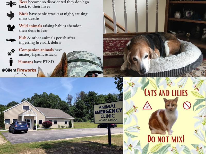 Animal Emergency Clinic of Mid-Maine