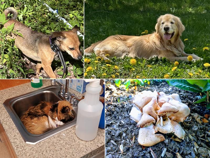 Eastern Maine Emergency Veterinary