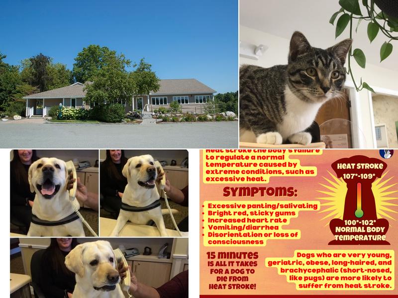 Brewer Veterinary Clinic